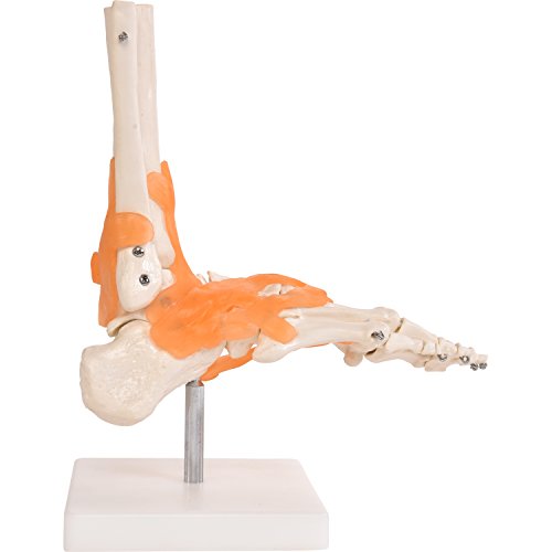 Anatomisches Modell Fuß I lebensgroßes Fußskelett mit beweglichen Knochen, Gelenke und Bändern I detaillierte Abbildung des Fußes I inklusive Stativ Cover
