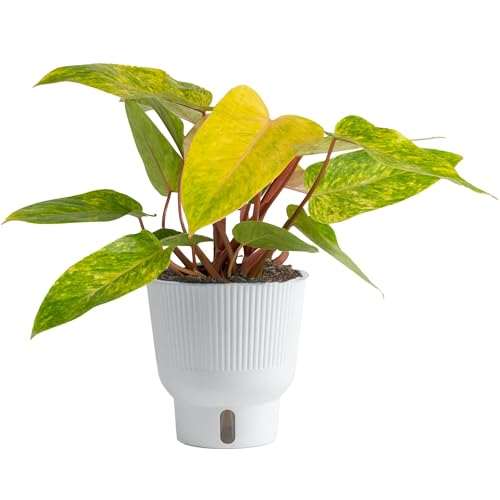 Costa Farms Painted Lady Live Plant, Rare Unique Indoor Houseplant Potted in Indoors Garden Plant Pot, Living Room Home Decor, Trending Tropicals Collection, 1 Foot Tall