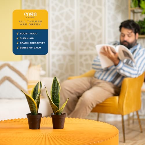 Costa Farms Live Snake Plants (Pack of 2) | Easy to Grow Indoor or Outdoor Sansevieria Houseplants | 8-Inches Tall | Potted in Plant Pots | Succulent Plants Perfect for Office and Home Decor - Thumbnail 5
