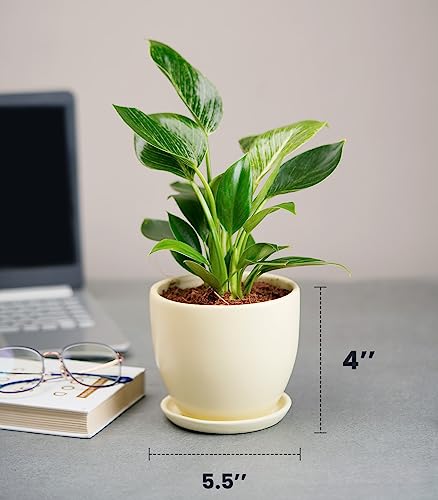 Image of Nurturing Green Philodendron Birkin Plant for Gifting in Ivory White Ceramic Pot | Eco Friendly Gifts For Wedding | Gift Plants For Couple | Live Plants With Pots