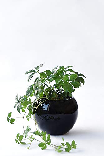 ミニ観葉植物 ポット入り