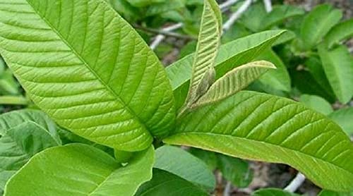 Fresh Guava Leaves/Amrood ke patte/Payara/Peroo/Pijuli/Jam Phal/Ayurvedic/Herbal (40 leaves)