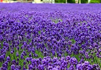Francais Lavanda Lavandula angustifolia 250 semi Elegante o B41:Graines