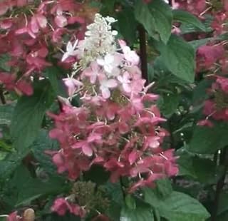 Pinky Winky Hydrangea qt Pot PP#16166