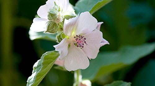 Indigo Herbs Marshmallow Root Powder 100g | Althaea officinalis | Vegan | Non GMO