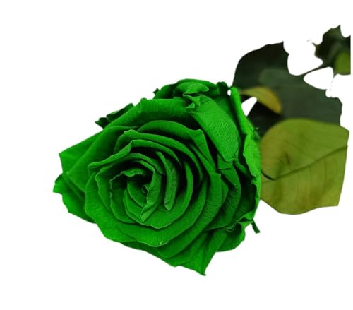 Mundo Eterno Garden Center Shop Rosa Preservada 35 cm Verde | Rosa Natural 100% | Sin Agua ni Mantenimiento | Rosa Eterna con Blíster para Regalo | Flor Conservada de Larga Duración