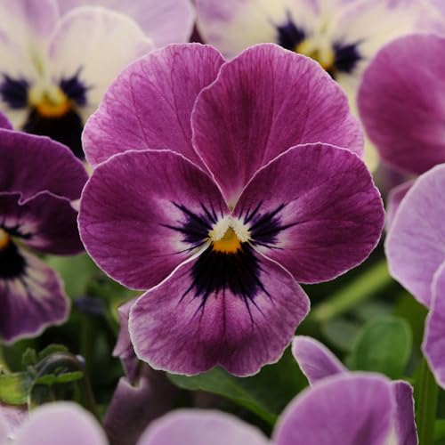 Eden Brothers Viola Seeds - Sorbet XP Raspberry