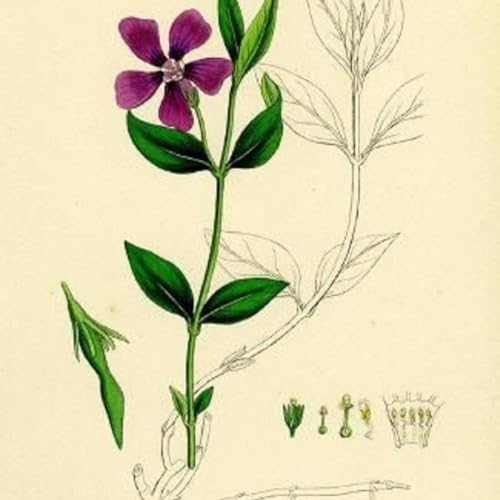 Show 277: Sausage and Periwinkle