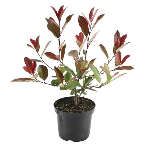 Fotinia Natural Arbusto Mediterráneo de Fácil Mantenimiento para Exteriores