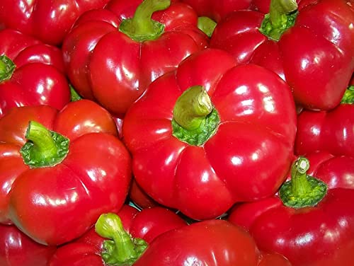 50 Graines de Poivron tomate 'Topepo Rosso' Sweet Pepper seeds: Seeds: Only Seeds