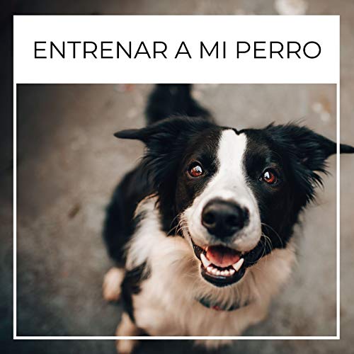 Entrenar a mi Perro: Música Relajante para Perros