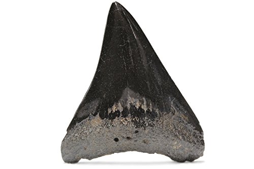 化石魚 フレーム付き 5000万年前(新世代/第三紀•始新世) 科学博物館 土産 Amazon.co.jp: 化石 メガロドン・ブレードトゥース 魚類