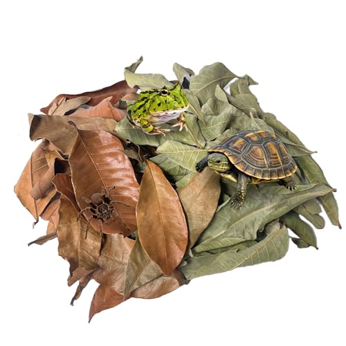 Gxsdj 60PCS Dry Longan Leaf Litter for Reptile Natural Turtle Longan Leaf Litter Isopod Live Leave Terrarium Substrate Bedding Tortoise Tank Leaves Decor for Snake Gecko Frog Spider Betta Fish (60PCS)