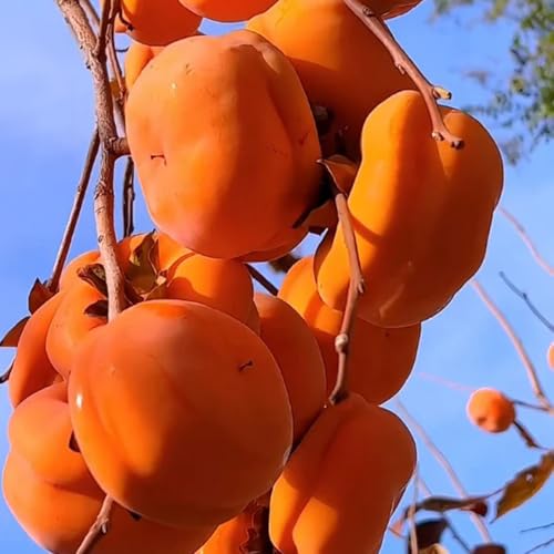 semillas de árbol de caqui, árbol de caqui - cama elevada, frutal columnar resistente semillas de caqui jardín, suculentas resistentes semillas de bonsai, cama elevada de jardín árbol 10pcs