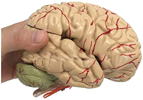 Model Anatomii, Model Pedagogiczny, Model Ludzkiego Mózgu, Anatomia, Mózg Naczyniowo-Mózgowy, Model Struktury Neuronowej, 8 Części Do Medycznych Materiałów Edukacyjnych, Model Nauki
