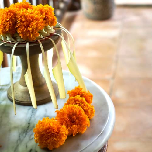 Park Seed Park's Whopper Orange Marigold Seeds, Pack Of 25 Seeds #TOP5