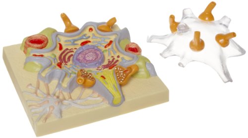 Image of 3B Scientific C40 /1 Neuron Cell Body - 3B Smart Anatomy