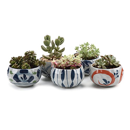 T4U 4 Inch Ceramic Succulent Planter Pots Set of 5, Japanese Style Porcelain Handicraft as Gift for Mom Sister Aunt Best for Home Office Restaurant Table Desk Window Sill Decoration
