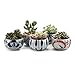 T4U 4.25 Inch Ceramic Japanese Style Clay Serial Package Succulent Plant Pot Cactus Plant Pot Flower Pot Container Planter Package 1 Pack of 5