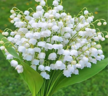 100pcs of Lilly of The Valley Flower Seeds Fast Growing Suitable for Indoor & Outdoor Gardens