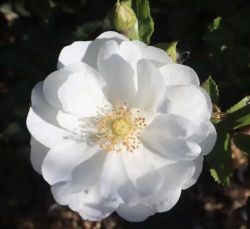 County of Yorkshire - Ground Cover Rose - Bare Root