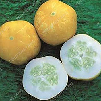 Potseed 100 / pcs Gigante Pepino de Semillas Las Semillas de Pepino en el Super Vegetable Seeds Pepino Grande Semillas orgánicas NO-GMO para casera de Las Semillas de Pepino Jardín