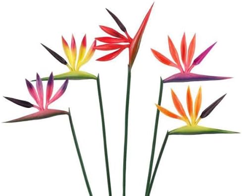 Rikyo Artificial Flowers 6Pcs Bird of Paradise 23" Permanent Flower,Strelitzia Tropical Imitation Plant Flower Bouquets for Office Home Party Decorations,Arrangement Potted Plants (Orange) - Image 6