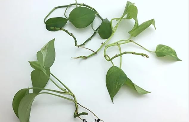 2 Golden Pothos Live Plant Unrooted Cuttings, no Root, no Pot. BSBD