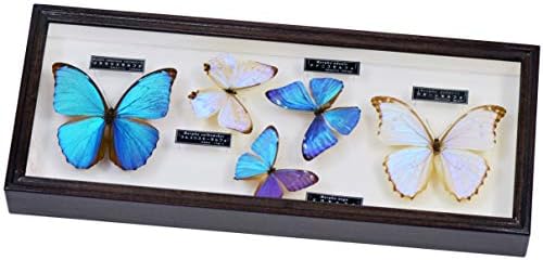 Amazon 美しいモルフォ蝶のセット標本 名和昆虫博物館企画 製作 メネラウスモルフォ スルコウスキーモルフォ アドニスモルフォ エガモルフォ ゴダートモルフォ 生態 採集 おもちゃ Amazon 美しいモルフォ蝶のセット標本 名和昆虫博物館企画 製作 メネラウスモルフォ スルコウスキーモルフォ アドニスモルフォ エガモルフォ ゴダートモルフォ 生態 採集 おもちゃ