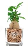 GREEN PLACE ガジュマル ミニ 観葉植物 本物 ギフト 【鉢 × 植え込み材を選べる】 ハイドロカルチャー キューブ鉢 TN