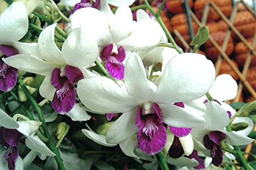 Aiden Gardens Orchid Live Plant Purple Eye Catch Dendrobium 1 Healthy Blooming Size Live Plant Including Pot