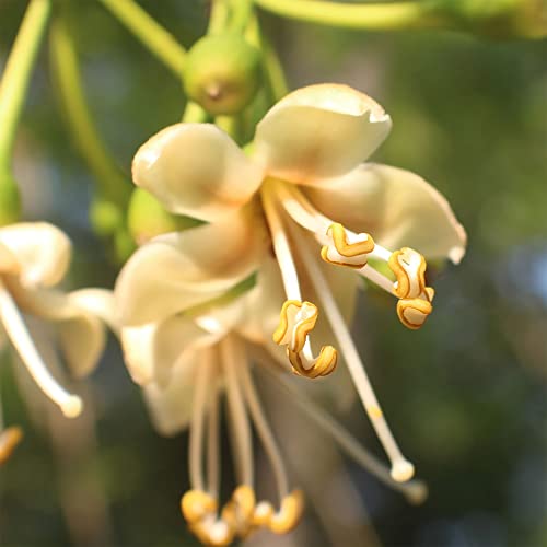 Qauzuy Garden 10 Rare Silk-Cotton (Ceiba Pentandra) Java  Kapok Cotton Seeds For Planting | Tropical Exotic Perennial Tree Fragrant White Flowers Attract Pollinators #TOP3