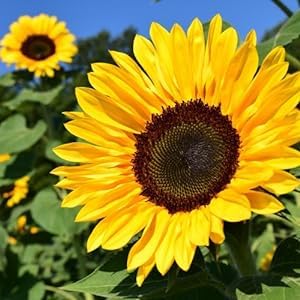 Earth Elements Organics Organic Witch Hazel Oil Raw, Infused, Pressed Herbal Oil Witch Hazel, Sunflower Seed. Skin Moisturizer. Organic Skincare 169 fl.oz. - Image 3