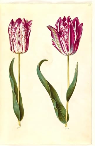 Tulipa Gesneriana par Hans Simon Holtzbecker - Affiche Toile de Maître 60x90cm