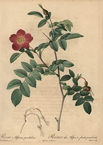 Rose alpine écarlate poster 50x70 cm affiche botanique Rosa pendulina