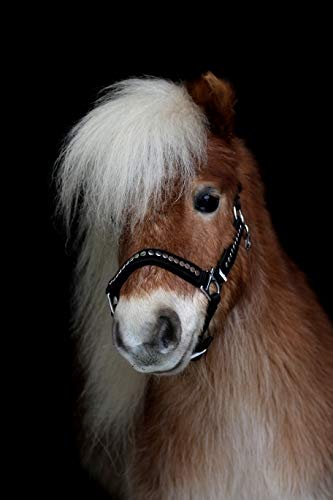 Lennox Nietenhalfter Halfter Nieten Nylon Schwarz Minishetty Fohlen Shetty Pony VB WB X Full Tysons Breeches Flachnieten (MMS) Cover
