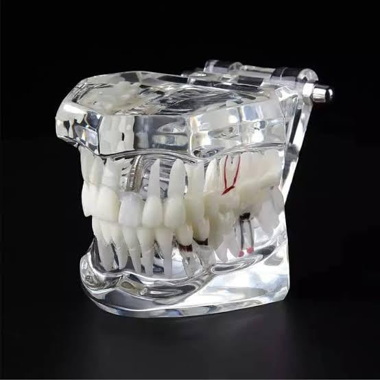 Dental Educational Model Teeth Set (1)-picture-16