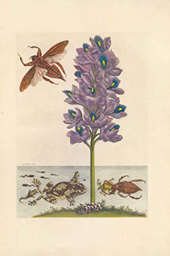 Maria Sibylla Merian: Metamorphosis Insectorum Surinamensium