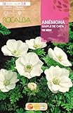 Anémona simple de Caén, color blanco: The Bride, Blister 10 bulbos. Rocalba