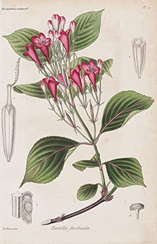 Diervilla floribunda - Weigela Asia flowers Blume Blumen botanical Botanik Botany
