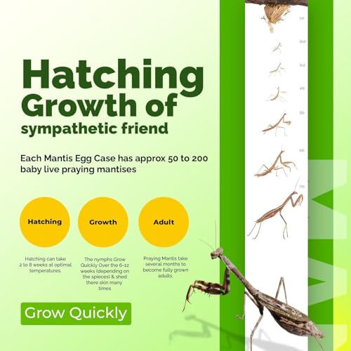 Carolina Praying Mantis Egg Cases Hatching Habitat Cup (Five Egg Cases) - Beneficial for Stem Education and Gardening, Approximately 50 to 200 Baby Nymphs Praying mantises