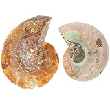SHERCHPRY 2Pcs Ammonite Mineral Specimens 2-4Cm Natural Nautilus Shell Decor Educational Science Model for