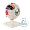 Axis Scientific 5X Enlarged Human Eye Model, Realistic 7-Part Eyeball Anatomy Model, Transparent Design Includes Removable Stand and Detailed Product Manual