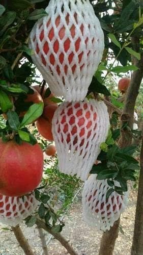 Foam Fruit Protection Net for Guava Apple Orange 180x80x40mm Pack of 100 | White Colour, Cushioned Mesh, Multi-Fruit Use, Pack of 100, Soft Foam Material-image-48
