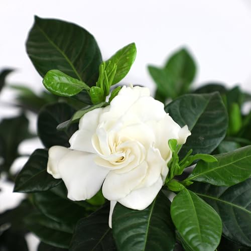 Gardenia Plant (1G), Cape Jasmine Plant Outdoor Plants, Fresh Flowers for Delivery Prime, Live Plants Indoor Plants Live Houseplants, Gardenia Plants Live House Plants Indoors Live by Plants for Pets - Thumbnail 4