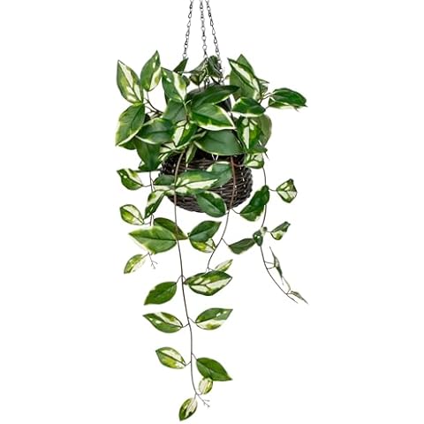 Oairse Artificial Hanging Plants Fake Hanging Plants with Pots Faux Golden Pothos N‘ Joy Potted Plants Hanging Wall Plants with Basket Pot for Wall Shelves Bedroom Bathroom Indoor Outdoor Cover