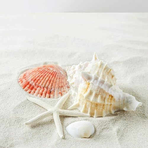 20PCS Large Sea Shells Mixed Beach Seashells and Natural Colorful Conch Starfish 4-10CM, for Beach Party Table scatter Home Decor DIY Crafts Bathroom Fish Tank Decorations