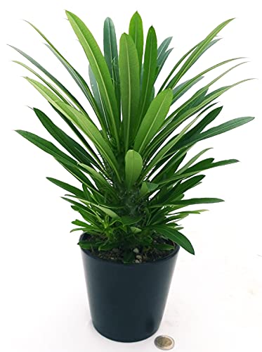 POWERS TO FLOWERS - PACHYPODIUM LAMEREI, PALMA DEL MADAGASCAR, vaso 13cm altezza 25/30cm, pianta vera