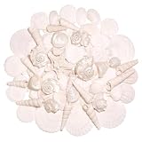 WeDoSoy Silver White Sea Shell Mixed Ocean Shells Set, 1.2'-2.6' Various Sizes Natural Seashell & Starfish for Beach Themed Decor, DIY Crafts, Vase Fillers, Fish Tank, Home, Wedding & Party Decoration