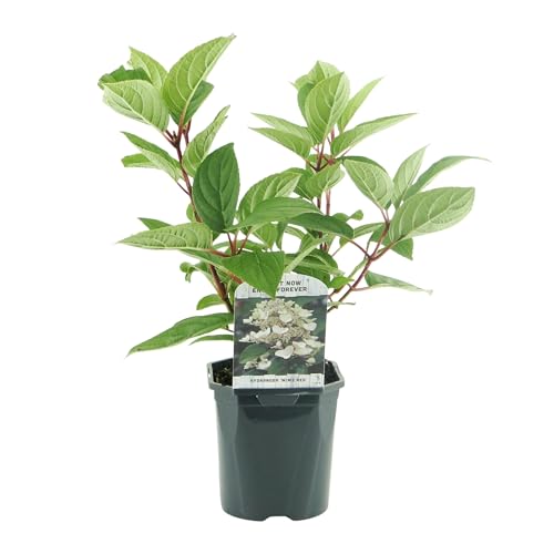 GreenboutiQ - Hortensia en Panicule - Hydrangea panniculata Wims Red - Fleurs Blanches Rouges - 3 Plantes - 1 m2 - Feuilles Caduques - Grandes Fleurs - Pot 17cm Hauteur 50cm